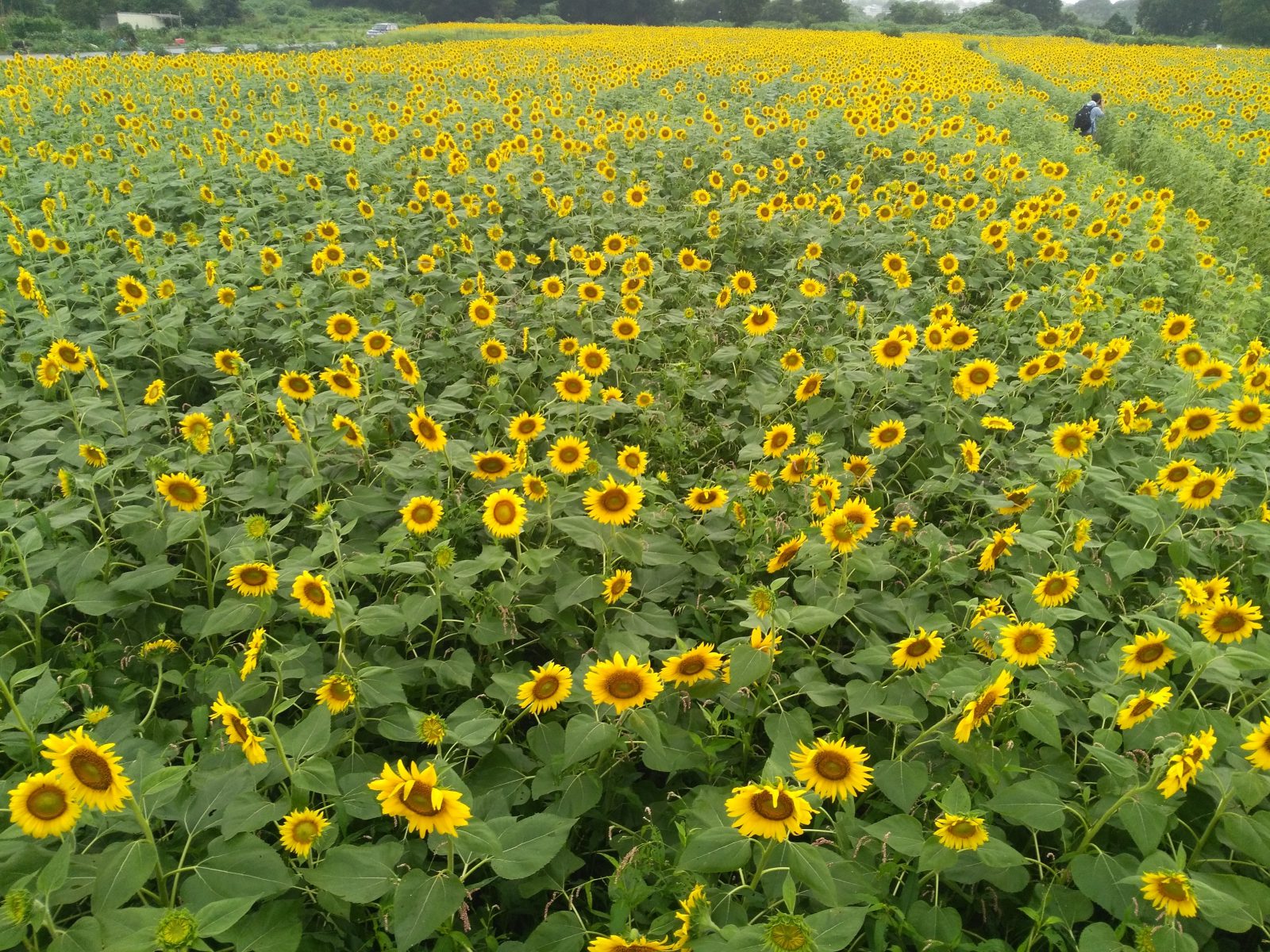 誠に勝手ながら8月11日(祝)から16日(金)まで夏期休業日とさせて頂きます