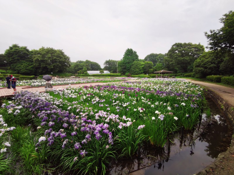 水無月園の花菖蒲