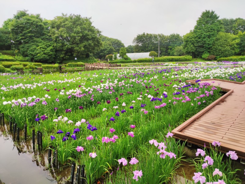 水無月園の花菖蒲