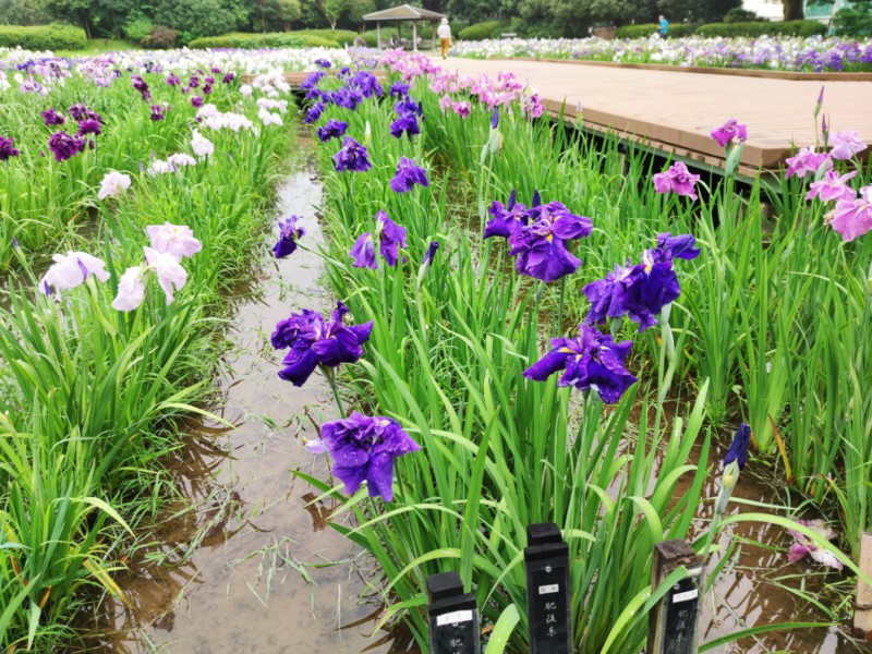 水無月園の花菖蒲