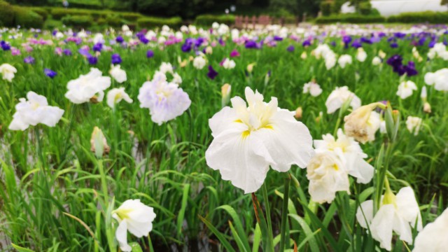 県立相模原公園「水無月園」の花菖蒲を見てきました