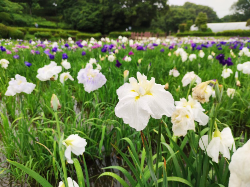 水無月園の花菖蒲