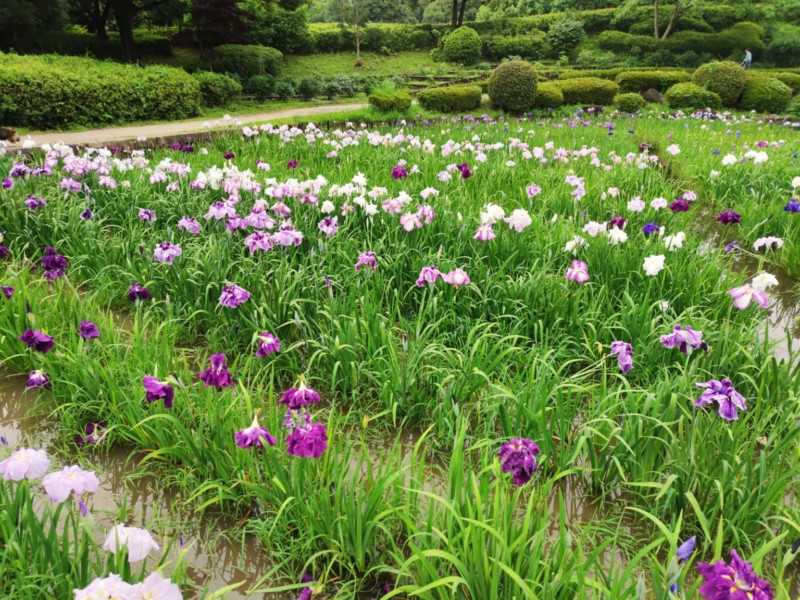 水無月園の花菖蒲