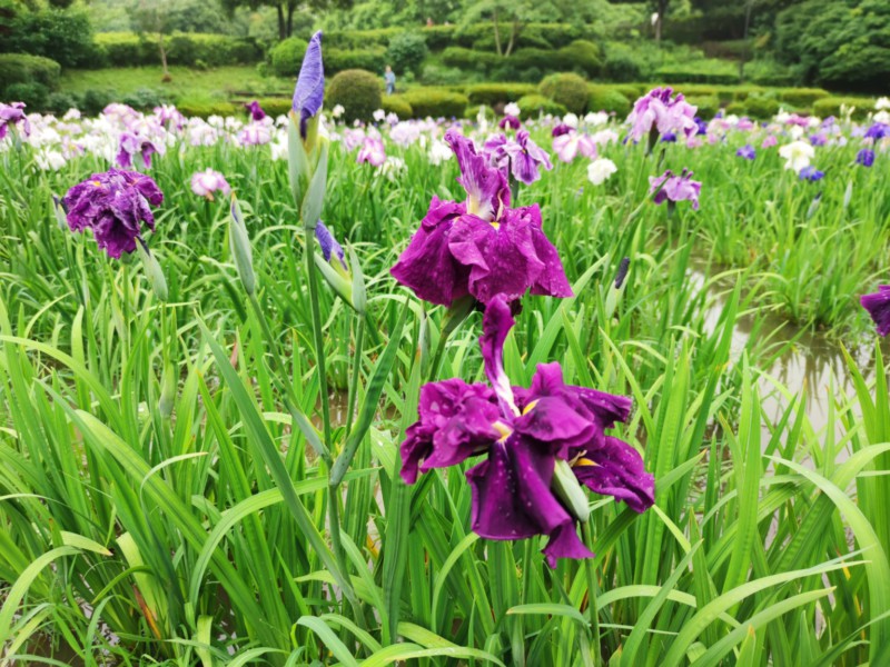 水無月園の花菖蒲