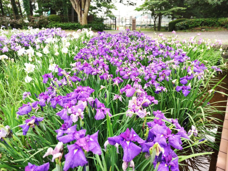 水無月園の花菖蒲