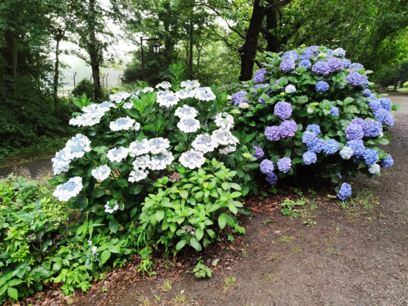 紫陽花も綺麗です