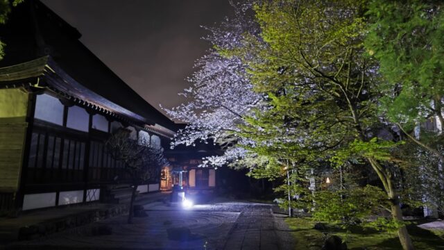相模原市南区新戸の常福寺 境内で桜のライトアップがきれいです♪